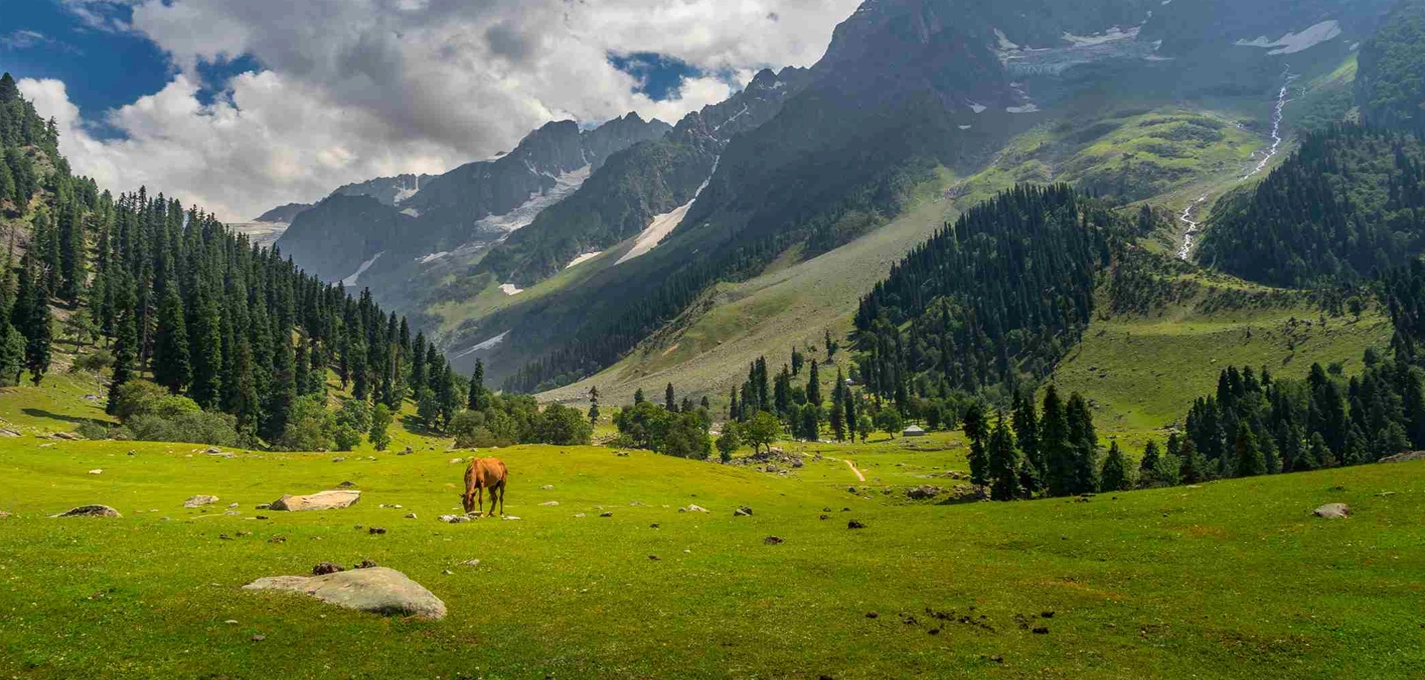 Paradise Kashmir